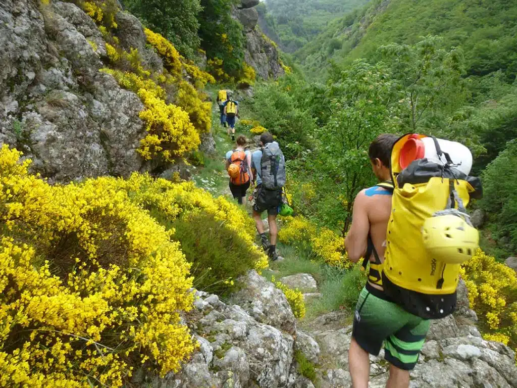 marche d’approche pour le nouveau canyon d'Ardèche on aspersoir de magnifique Genêt à balais